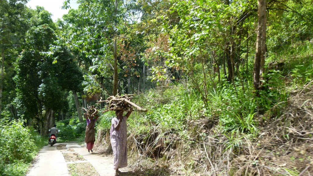 Viajar a India: Plantación de cardamomo en Munnar