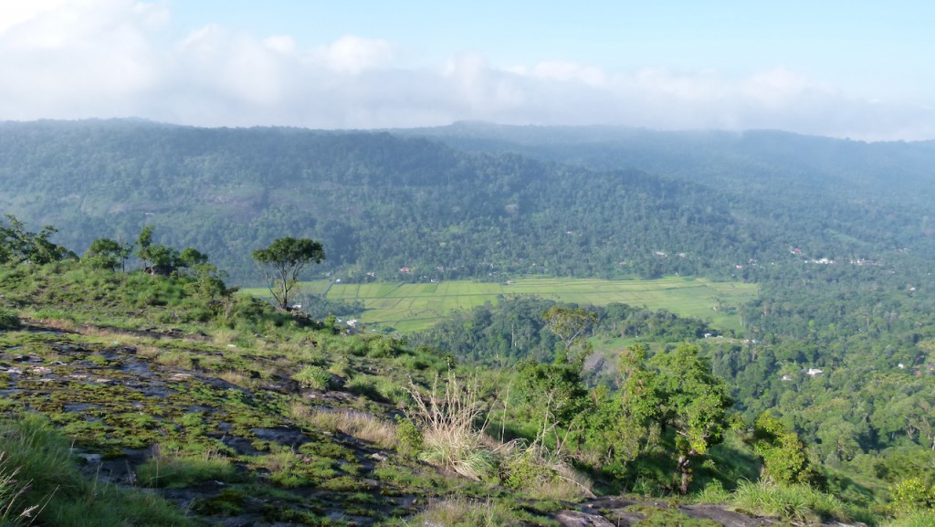 Viajar a India: Plantación de cardamomo en Munnar