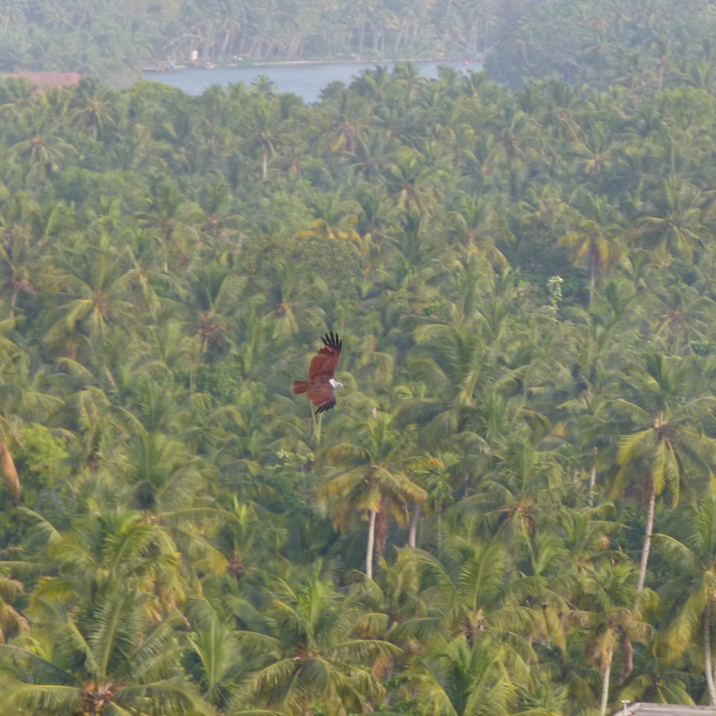 Viajar a India por Daniel González, Kerala, Mayo de 2015.