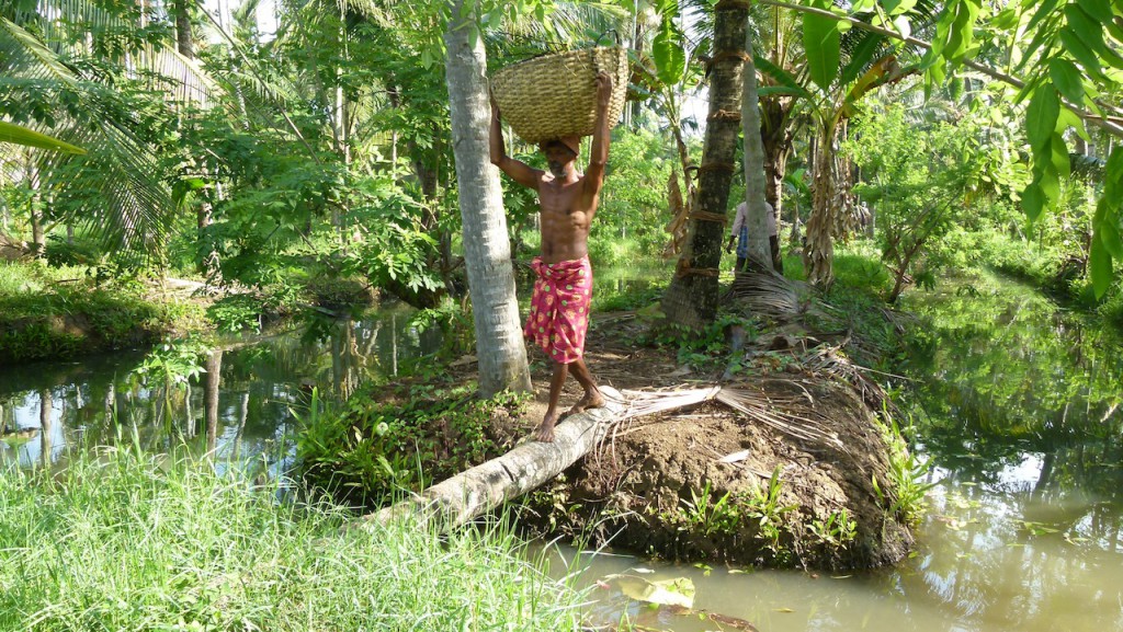 Viajar a India: La plantación de cocoteros en los Backwaters de Kerala