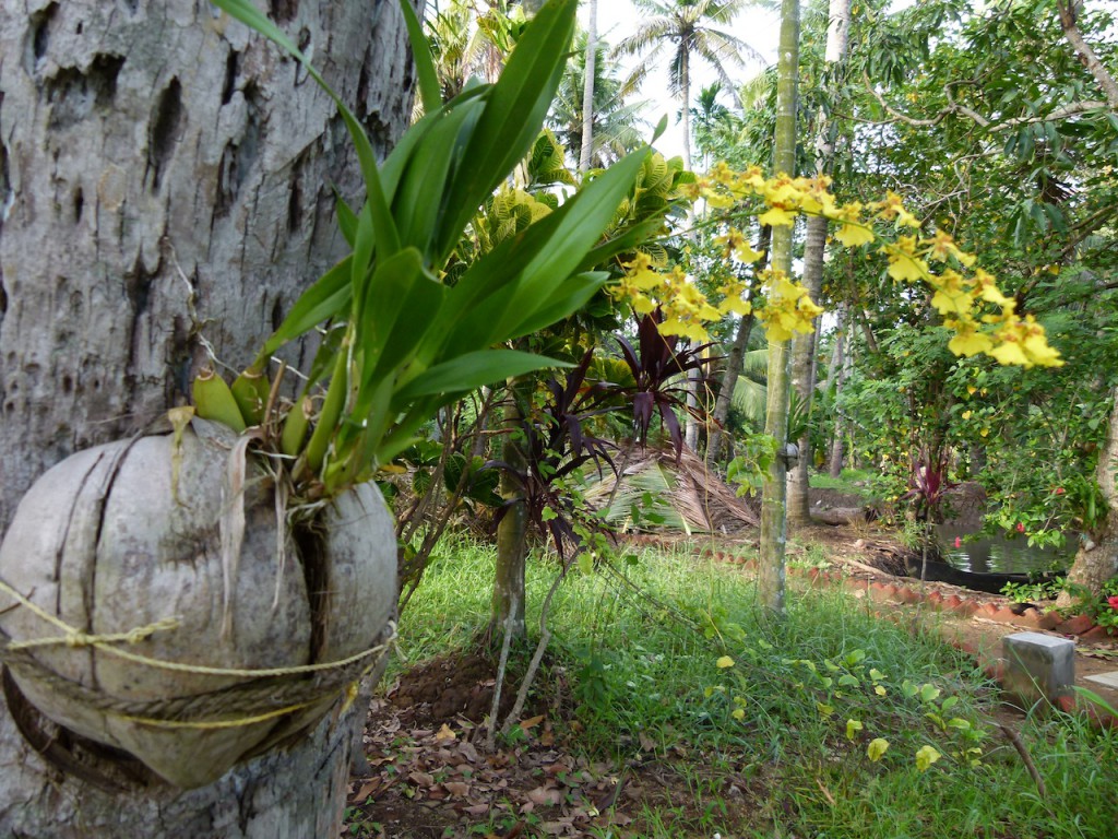 Viajar a India: La plantación de cocoteros en los Backwaters de Kerala