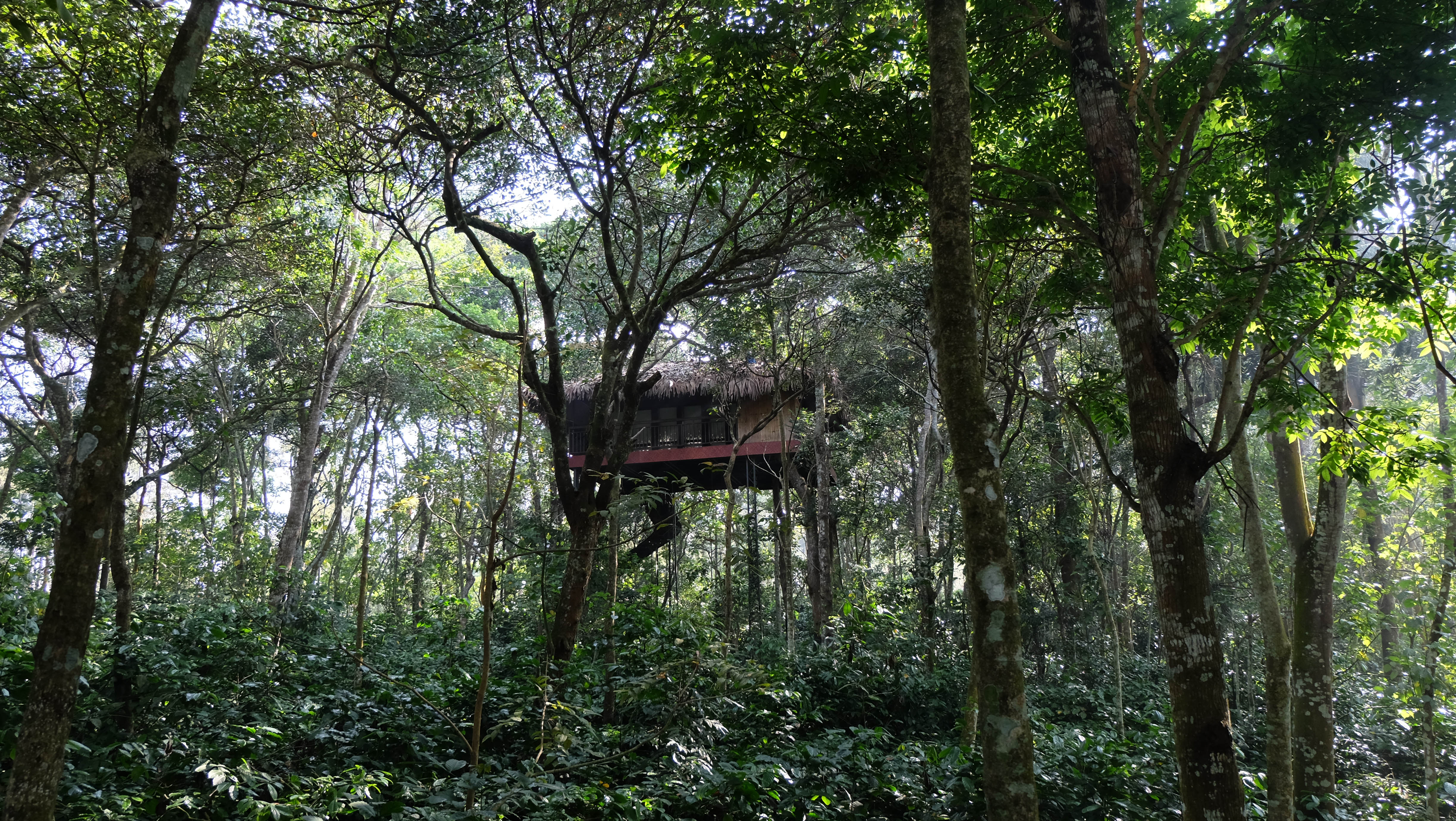 Casa árbol en Kerala